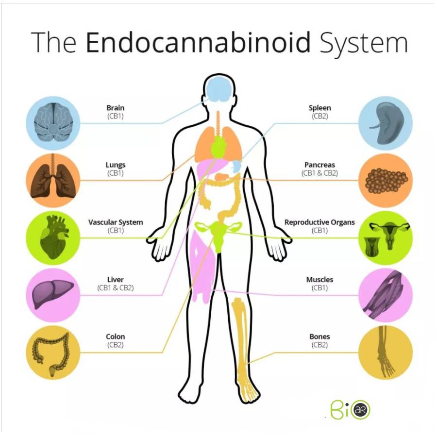 endokanabinoidni sistem