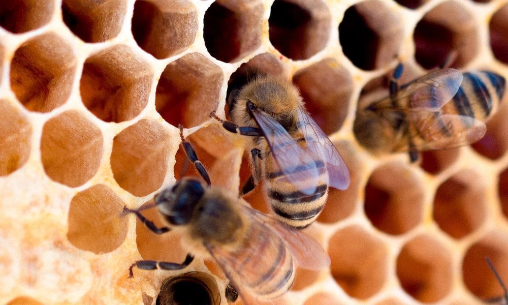 Slika prikazuje čebele in del njihovega sata, z sliko se prikaže propolis, za članek o hemoroidi.