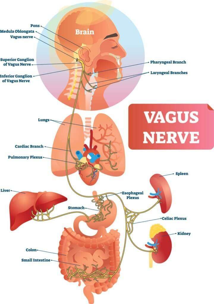 Vagusni živec - konoplja, kako delujeta skupaj? 1