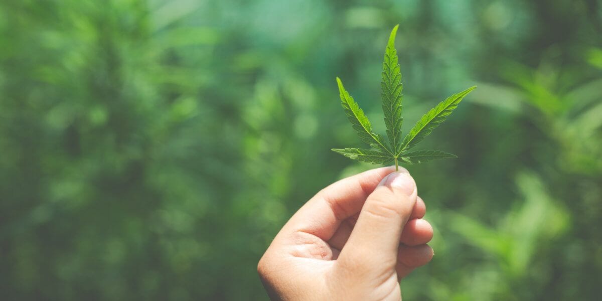 Epileptični napad: CBD iz konoplje kot naravna pomoč? 2