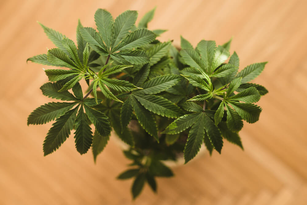 Zakaj večja količina CBD-ja ne pomeni vedno boljšega učinka? 11 Zakaj večja količina CBD-ja ne pomeni vedno boljšega učinka? 11