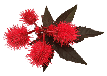 Slika rastlina ricinus za produkt ekološko ricinovo olje.