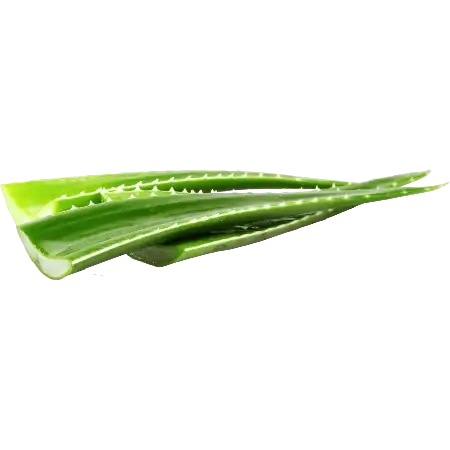 Rastlina Aloe Vera