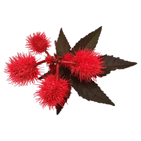 Rastlina ricinus za ekološko ricinovo olje.