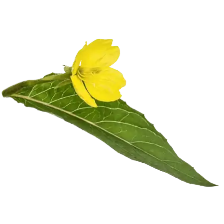 Rastlina šentjanževke (Hypericum perforatum) za pridobivanje šentjanževega olja.