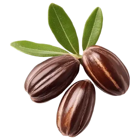 Rastlina jojoba na transparentni podlagi.